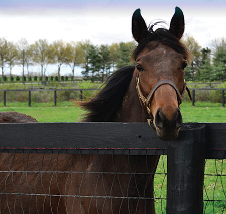 HORSE FENCE