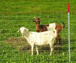 FIELD FENCE - SHEEP AND GOAT